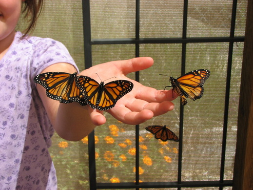 A student holds up butterflies.
