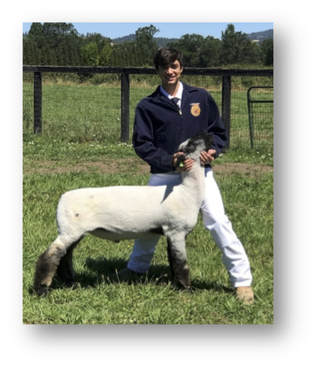 FFA student with his market lamb
